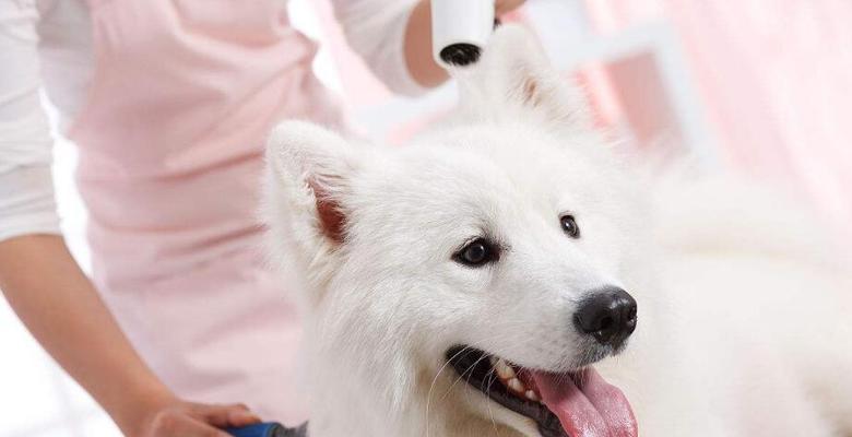 怀孕期间宠物照顾须知（谨慎选择、做好安全措施，让宠物和孕妇都健康快乐）