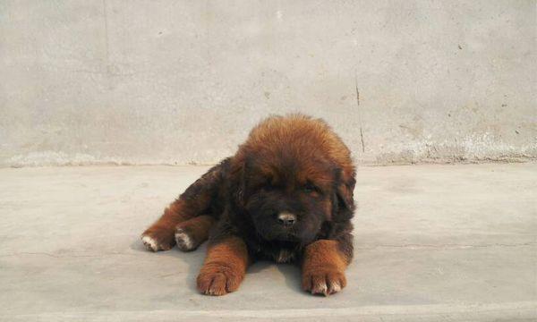 家养藏獒的必备知识（一只“大熊猫”般的宠物犬，教你如何养护藏獒）