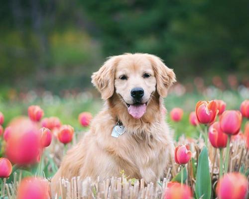 如何科学喂养金毛幼犬（打造健康快乐的宠物生活）