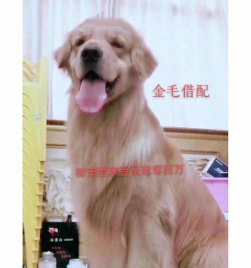 如何科学喂养金毛幼犬（打造健康快乐的宠物生活）