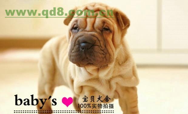 春季养护必备！沙皮犬的养护宝典（让你的宠物轻松过春天）