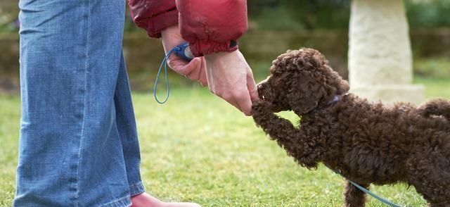 养贵宾犬的禁忌（以宠物为主，了解贵宾犬的不适应与禁忌）