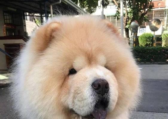 如何正确清洁松狮犬耳朵？（保持宠物健康的小窍门）