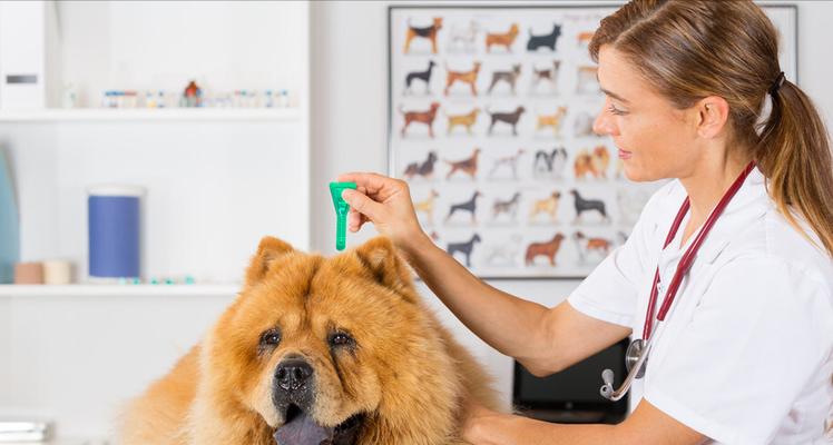 如何让松狮犬不再挑食？（以宠物为主，教你16个对策，让犬儒们爱上吃饭）