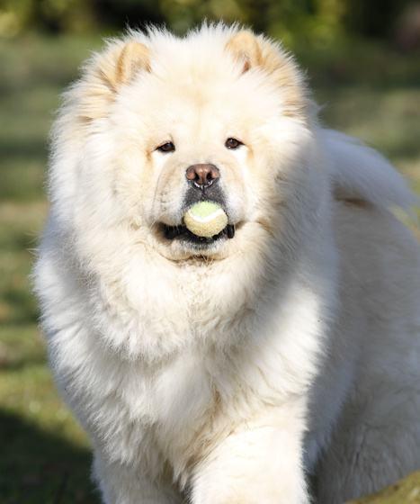 以松狮犬挑食怎么办？（解决宠物挑食问题的实用方法）