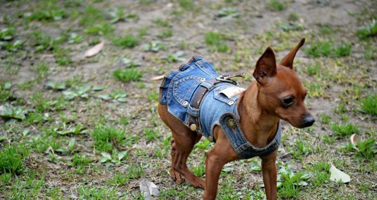 如何正确护理小鹿犬的毛发（让你的小鹿犬毛发更加健康亮丽）