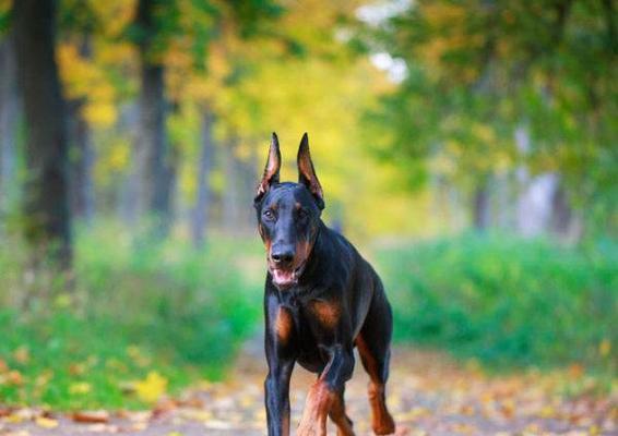 养杜宾犬须知（了解杜宾犬性格与训练要点，为宠物生活提供保障）