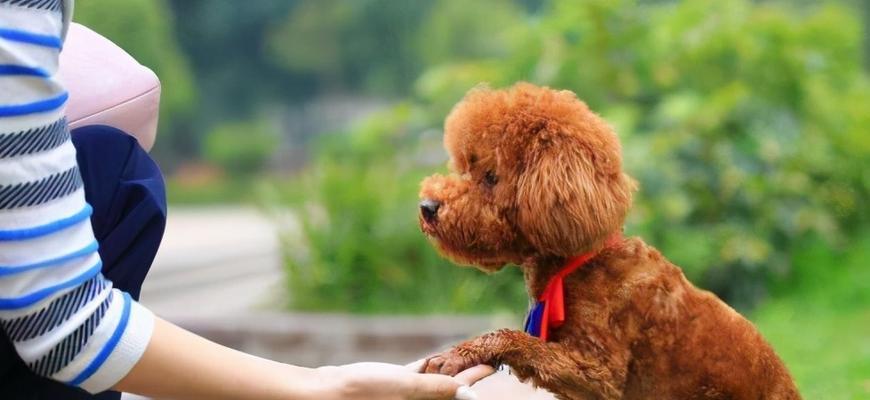 养贵宾犬注意事项（让你的贵宾犬健康快乐）