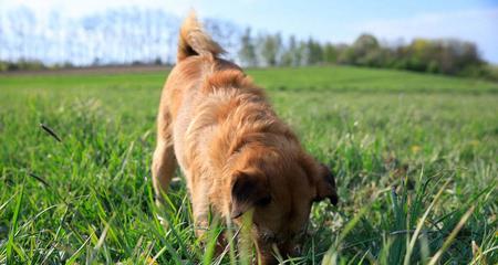 春季银狐犬的护理（银狐犬的春季洗澡与驱虫）