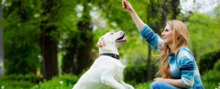 如何进行银狐犬的笼内训练（让宠物更健康快乐的秘诀）