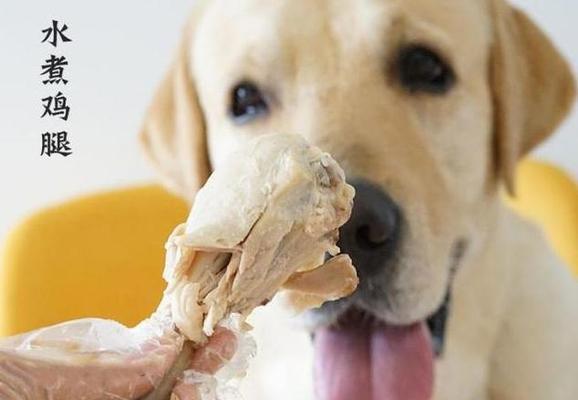 幼犬的饮食搭配秘籍（从母乳到狗粮，让你的宠物健康成长）