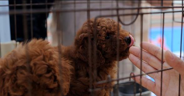 幼犬泰迪的喂养全指南（宠物爱好者必备，让你的泰迪宝宝健康成长）