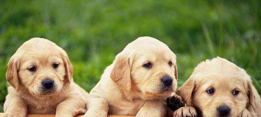 以幼犬喂养的注意事项（为了营养健康，关注幼犬的饮食）