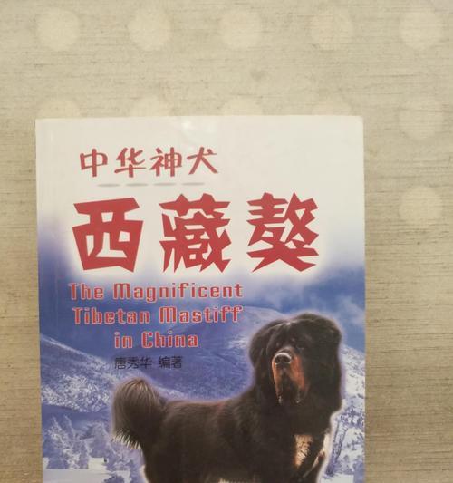 如何训练藏獒握手？（让你的宠物成为文明犬的秘诀）