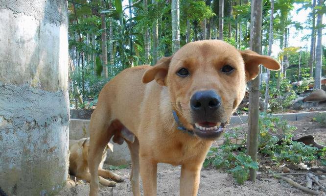 中华田园犬的优点（一只独特的宠物，值得拥有）