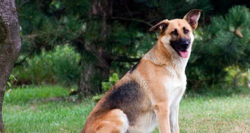 如何解决古牧犬体味问题（教你从多方面入手，让宠物重获清新气息）