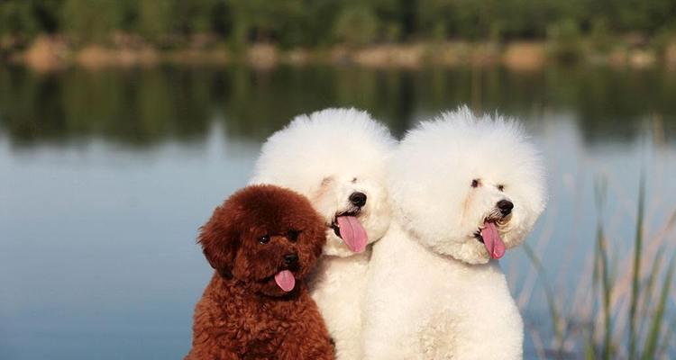 比熊犬饲养心得——打造甜蜜和谐的宠物生活（细节决定成败，饲养比熊犬的十五个小技巧）