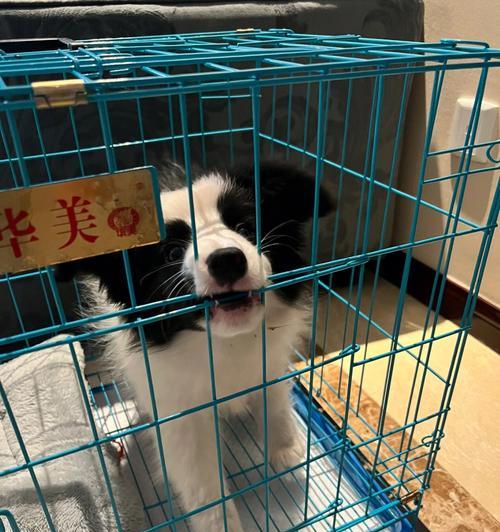 如何有效调教边牧幼犬（掌握正确方法，培养优秀宠物）