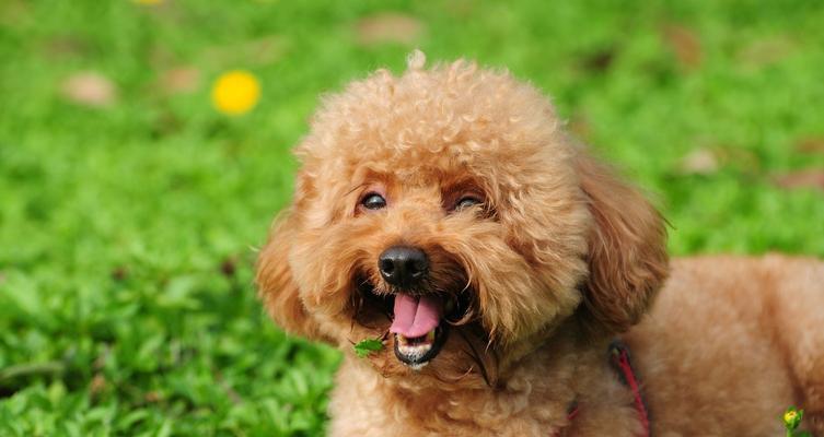 让你的贵宾犬毛发更健康的饮食（以贵宾犬吃什么对毛好为主题的指南）