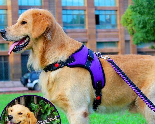 贵宾犬和泰迪的交集（探索两种狗狗的相似与差异，以及它们在宠物领域的受欢迎程度）