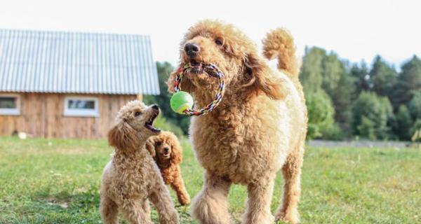 贵宾犬是否适合喝牛奶？（探究贵宾犬喝牛奶的好处和坏处）