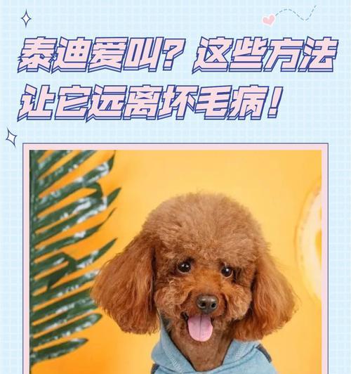 贵宾犬乱叫该如何处理（让你的宠物学会安静的秘诀）