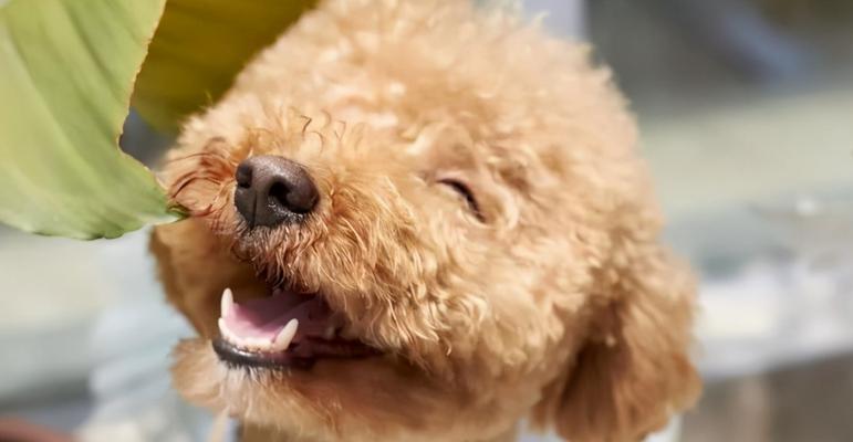 贵宾犬能否食用白萝卜？（探究白萝卜对贵宾犬的影响与食用注意事项）