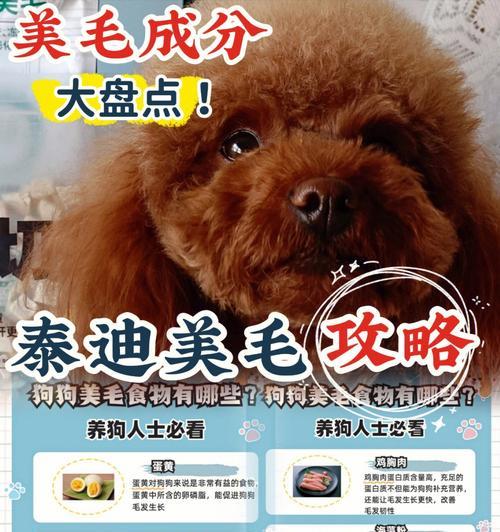 贵宾犬能否食用白萝卜？（探究白萝卜对贵宾犬的影响与食用注意事项）