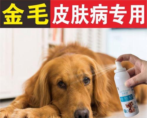 贵宾犬瘙痒怎么办？（掌握方法帮助宠物摆脱痒症）