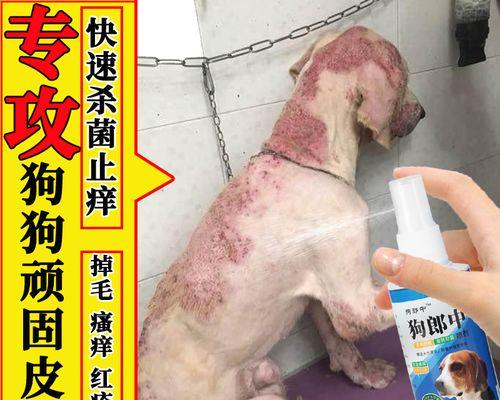 贵宾犬瘙痒怎么办？（掌握方法帮助宠物摆脱痒症）