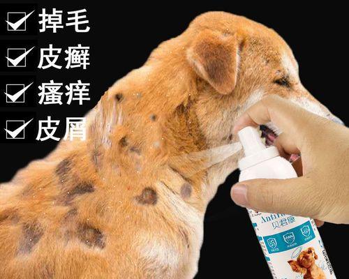 贵宾犬瘙痒怎么办？（掌握方法帮助宠物摆脱痒症）