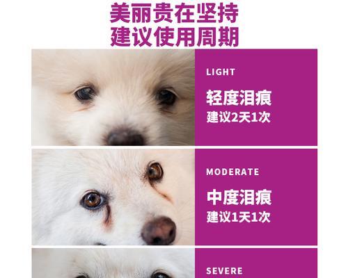 贵宾犬眼屎怎么处理（宠物护理小技巧，让爱宠健康快乐）