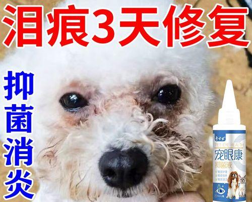 贵宾犬眼屎怎么处理（宠物护理小技巧，让爱宠健康快乐）