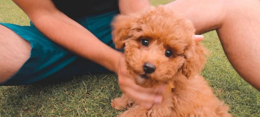 贵宾犬清香养成手册（教你如何让爱犬身上的味道不再让人尴尬）