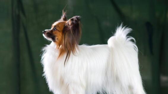 蝴蝶犬的健康饮食指南（以宠物为主，选择合适狗粮让蝴蝶犬健康成长）