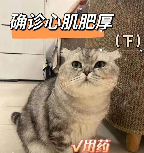 猫咪毛发护理技巧（以宠物为主，让猫咪毛发更健康）