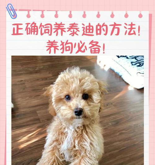 环境对贵宾犬的影响（以宠物为主，了解贵宾犬在不同环境下的变化）