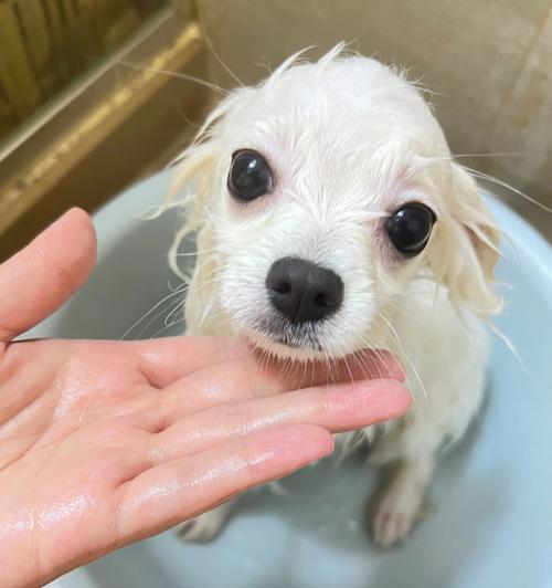 金毛犬犬瘟热的预防指南（宠物养护常识、疫苗接种、环境卫生、饮食保健）