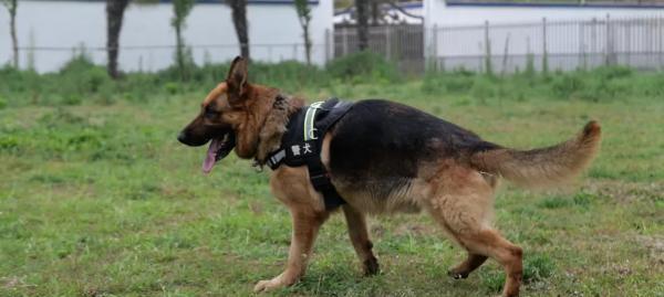 探寻警犬之王（解密警犬品种的秘密，了解警犬工作的神秘背后！）