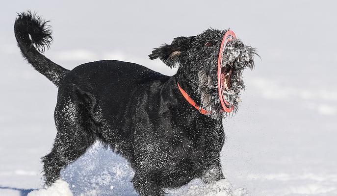 探究巨型雪纳瑞的血统渊源（从起源到现代，巨型雪纳瑞的演变与发展）