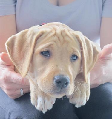 拉布拉多猎犬——忠诚、聪明的宠物之选（以拉布拉多猎犬为主的宠物养护指南）