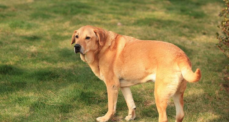 拉布拉多猎犬——忠诚、聪明的宠物之选（以拉布拉多猎犬为主的宠物养护指南）