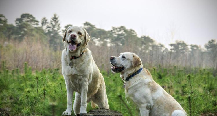 如何训练拉布拉多犬成为最优秀的宠物？（一步步指导，让你的拉布拉多犬成为人见人爱的好伙伴。）