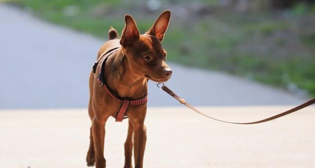 腊肠犬身高体重标准及饲养技巧（了解腊肠犬的体型特征，助你做个称职的宠物主人）