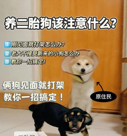 腊肠犬没食欲怎么办？（探寻原因，细致护理）