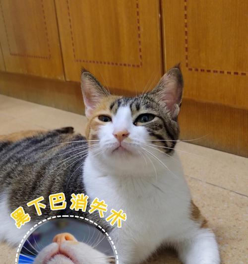 猫咪黑下巴了怎么办？——专家教你轻松解决（宠物黑下巴成因及对策，让你家猫咪健康明亮）