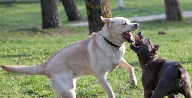 挑食的杜宾犬应该怎么办？（以宠物为主，让你的杜宾犬养成好习惯）