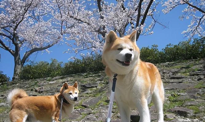 宠物秋田犬爱吃零嘴该怎么办？（正确喂养秋田犬，从限制零食开始）