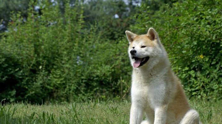 秋田犬追踪训练的奥秘（以宠物为主，掌握犬类特性，成功完成追踪训练）