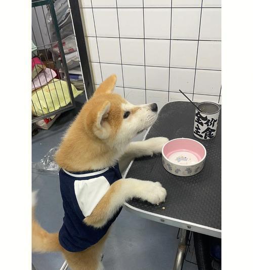 秋田犬的饮食秘籍（解析秋田犬的饮食需求，让您的宠物远离饮食危机）